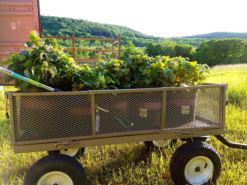 Building Your Own Berry Patch: Raspberries, Grapes, and More